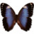 Morpho Achilleana Icon